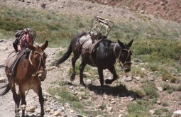 aconcagua-basecamp-trek--mt-bonete