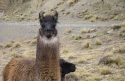 sajama-and-acotango