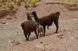 llullaillaco-and-incan-mountains