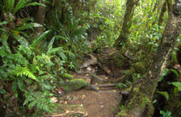 mont-roraima--brazilvenezuela